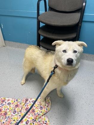 Candy Cane thumbnail 4