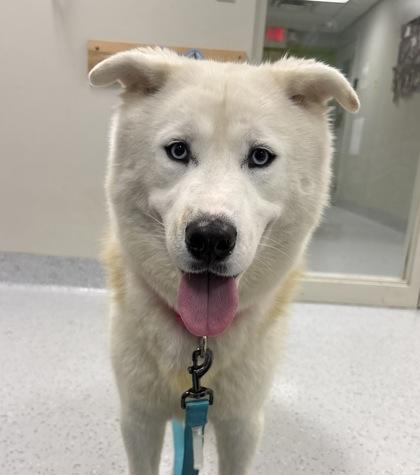 Enlarge Candy Cane, a Adoptable mixed breed in Batavia, OH image 2/2
