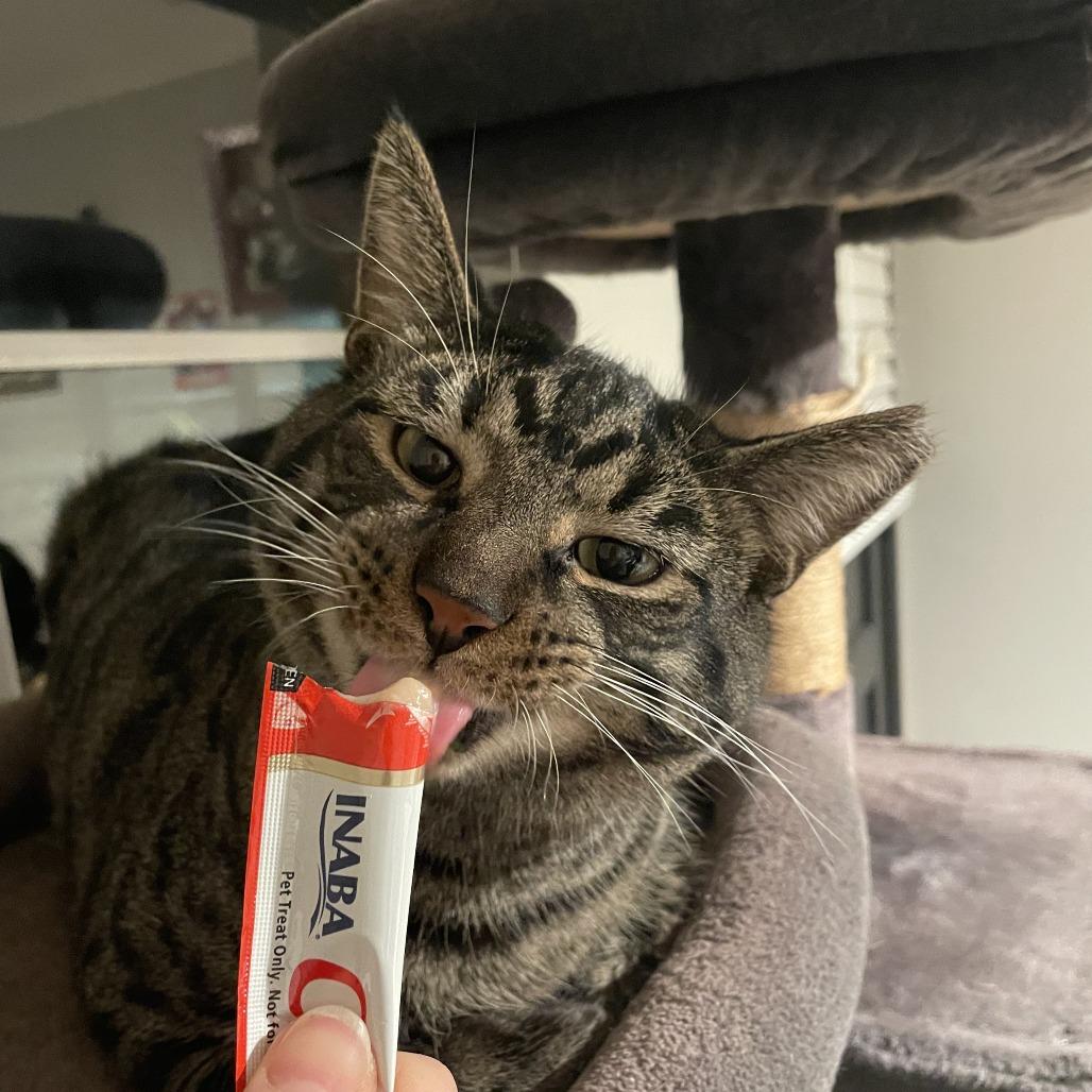 Enlarge Malachi, a Adoptable Domestic Short Hair in Gibsonia, PA image 1/6