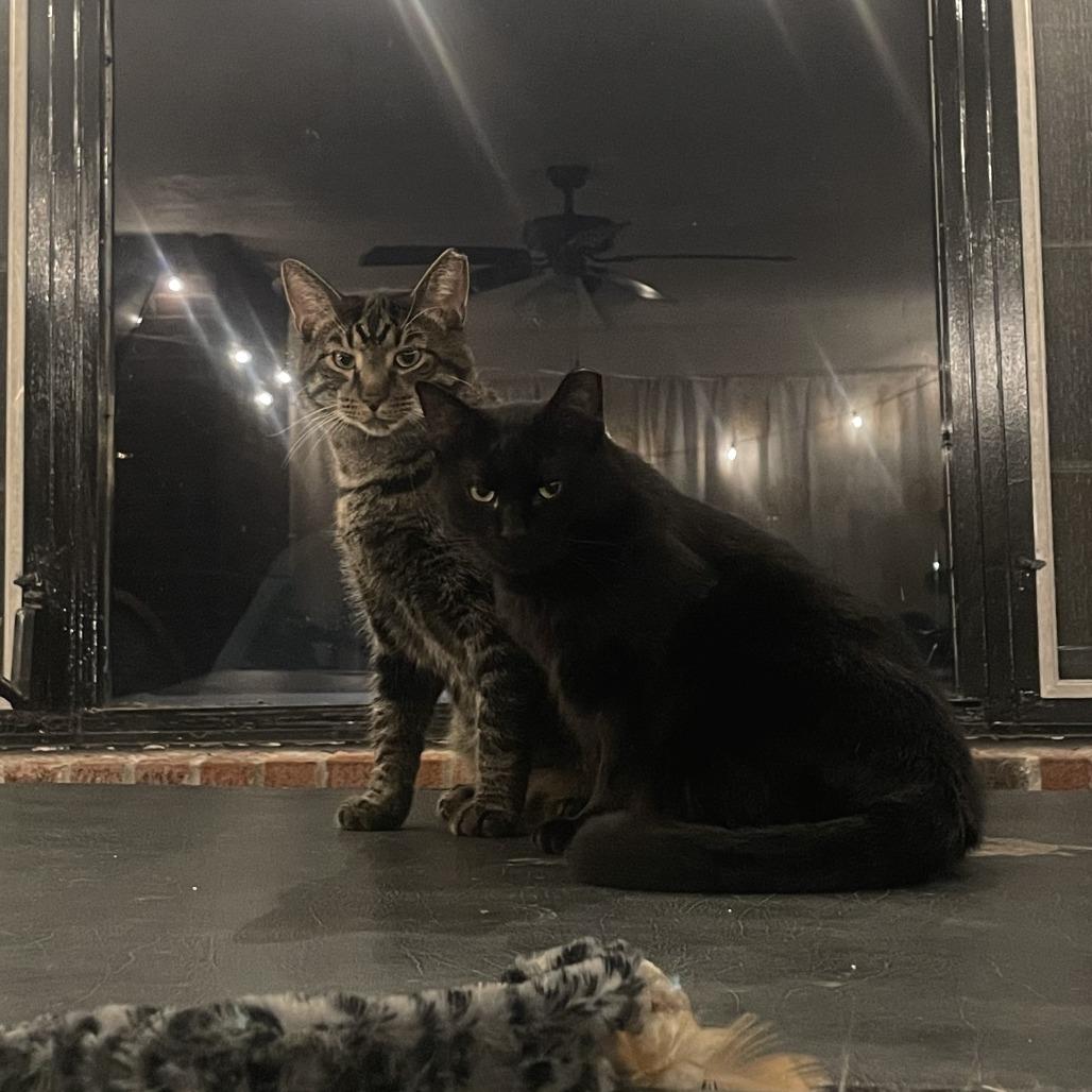 Enlarge Malachi, a Adoptable Domestic Short Hair in Gibsonia, PA image 2/6