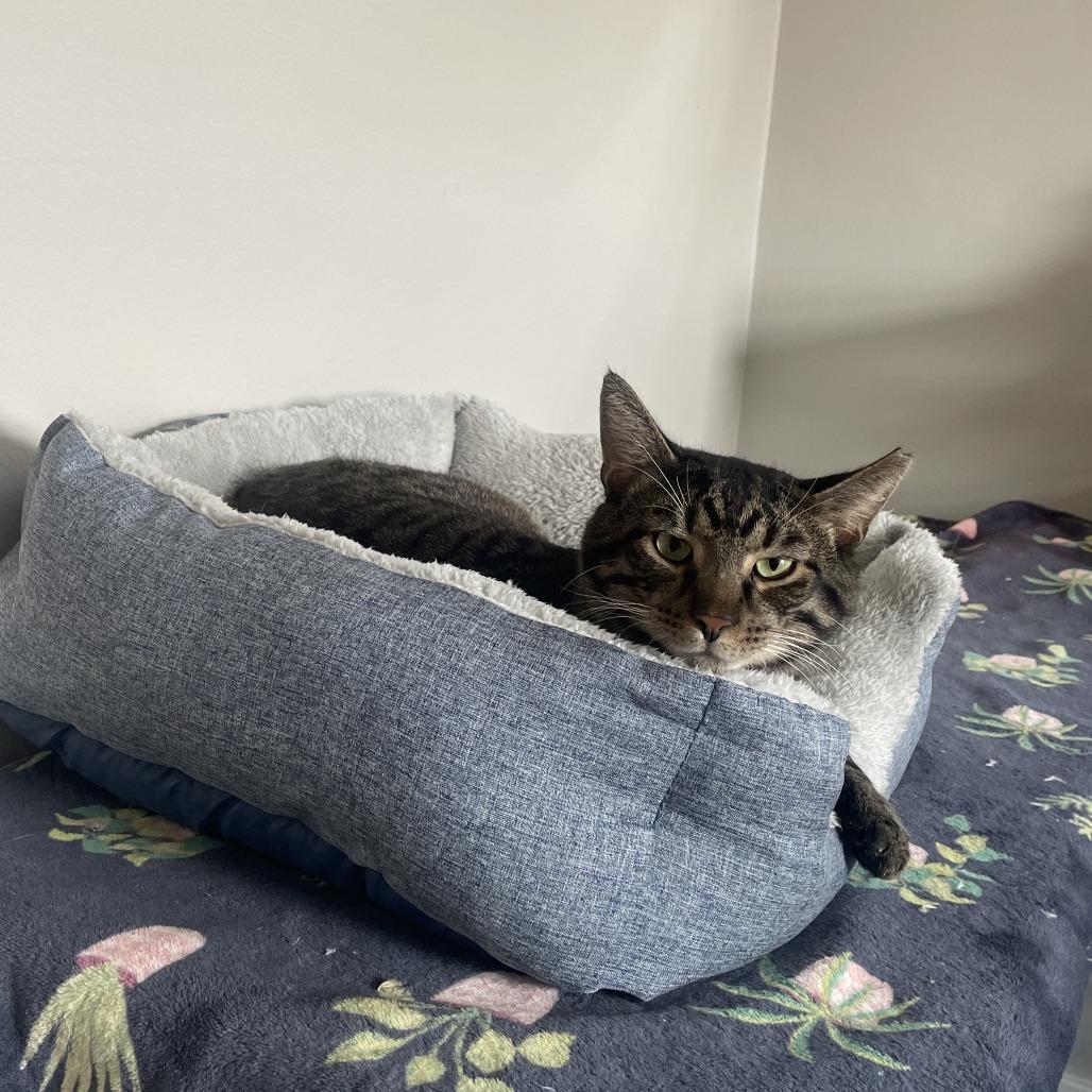 Enlarge Malachi, a Adoptable Domestic Short Hair in Gibsonia, PA image 3/6