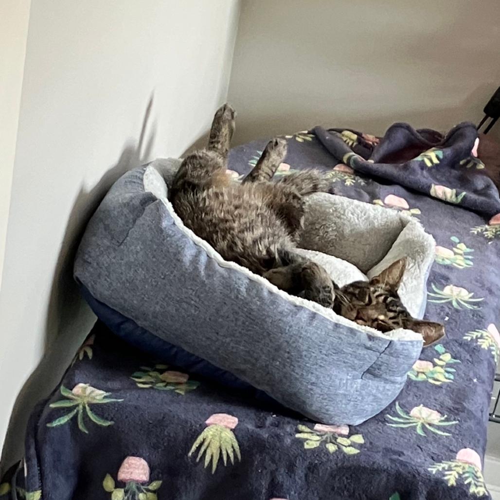 Enlarge Malachi, a Adoptable Domestic Short Hair in Gibsonia, PA image 2/6