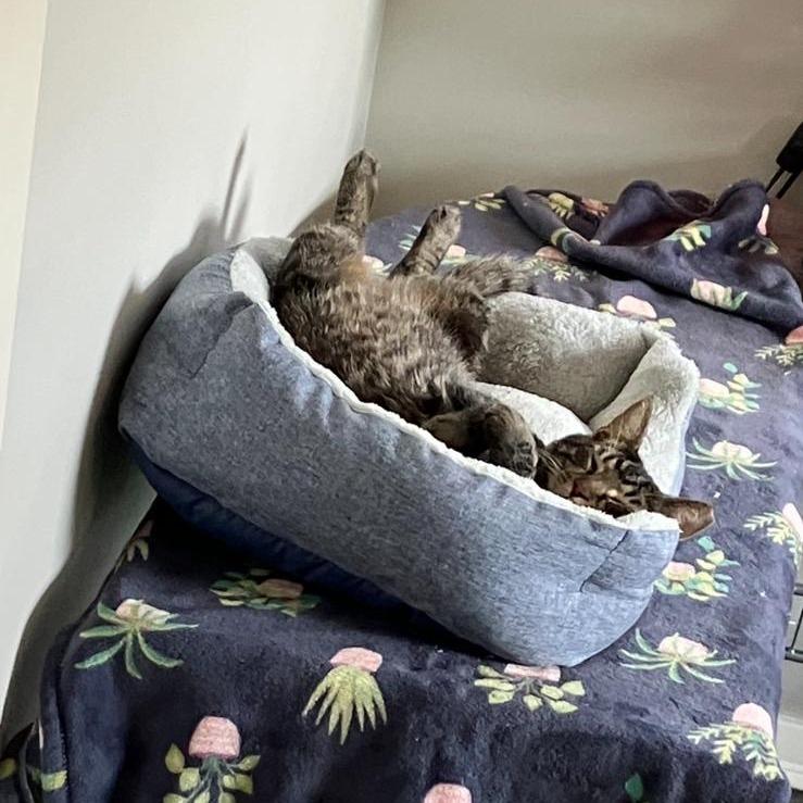 Enlarge Malachi, a Adoptable Domestic Short Hair in Gibsonia, PA image 4/6