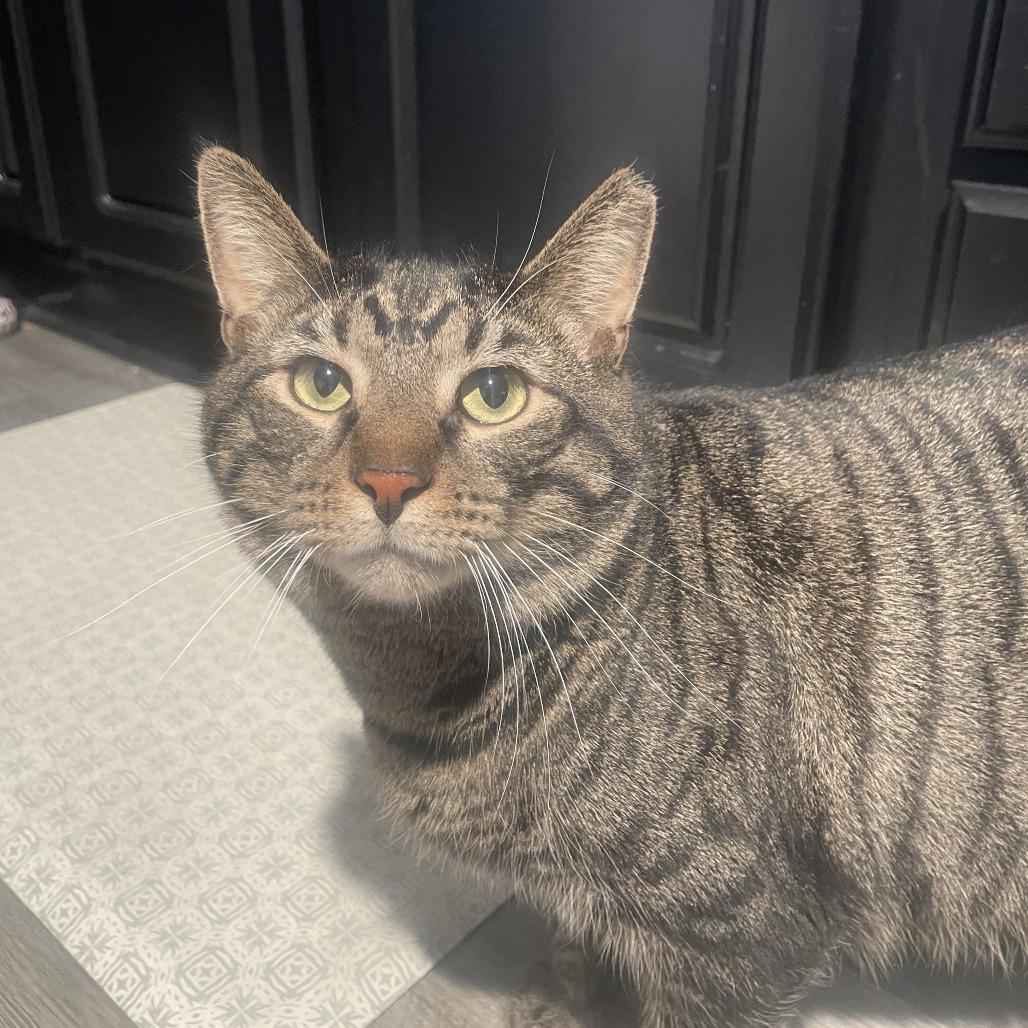 Enlarge Malachi, a Adoptable Domestic Short Hair in Gibsonia, PA image 3/6