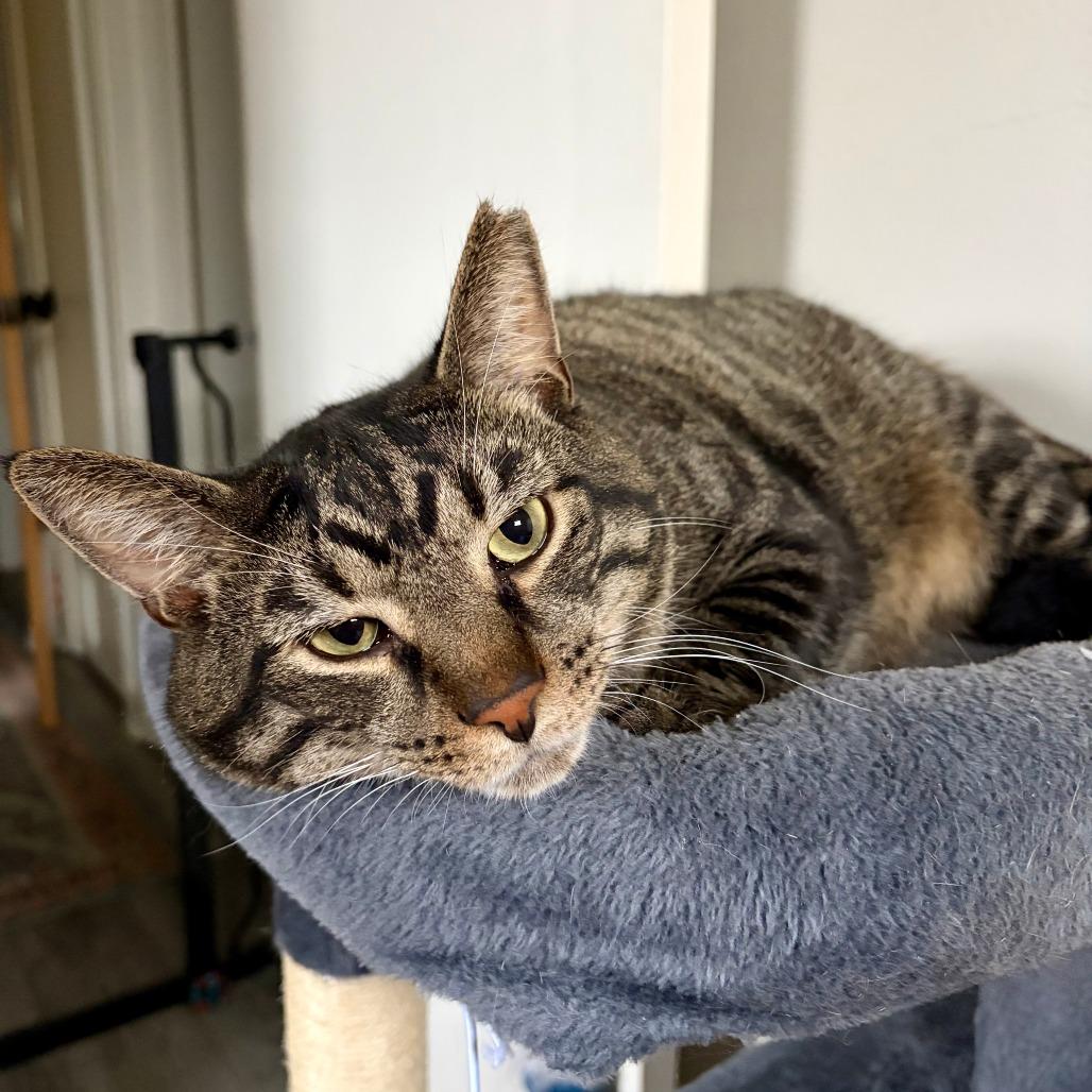 Enlarge Malachi, a Adoptable Domestic Short Hair in Gibsonia, PA image 3/6