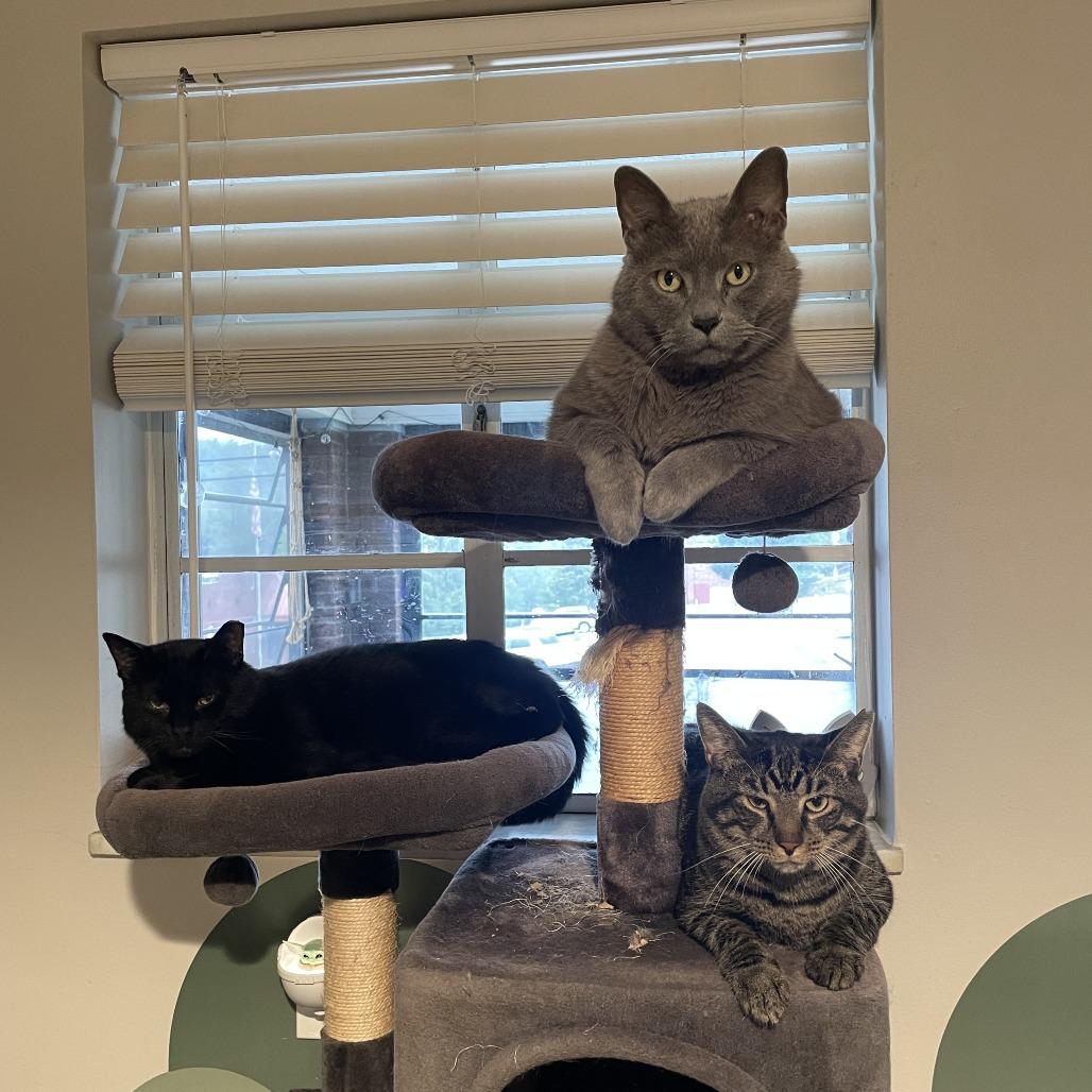 Enlarge Malachi, a Adoptable Domestic Short Hair in Gibsonia, PA image 5/6