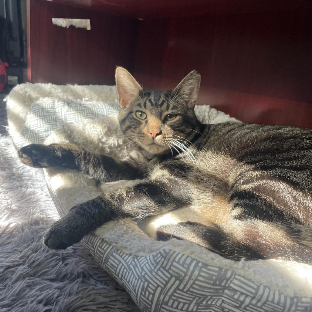 Enlarge Malachi, a Adoptable Domestic Short Hair in Gibsonia, PA image 6/6