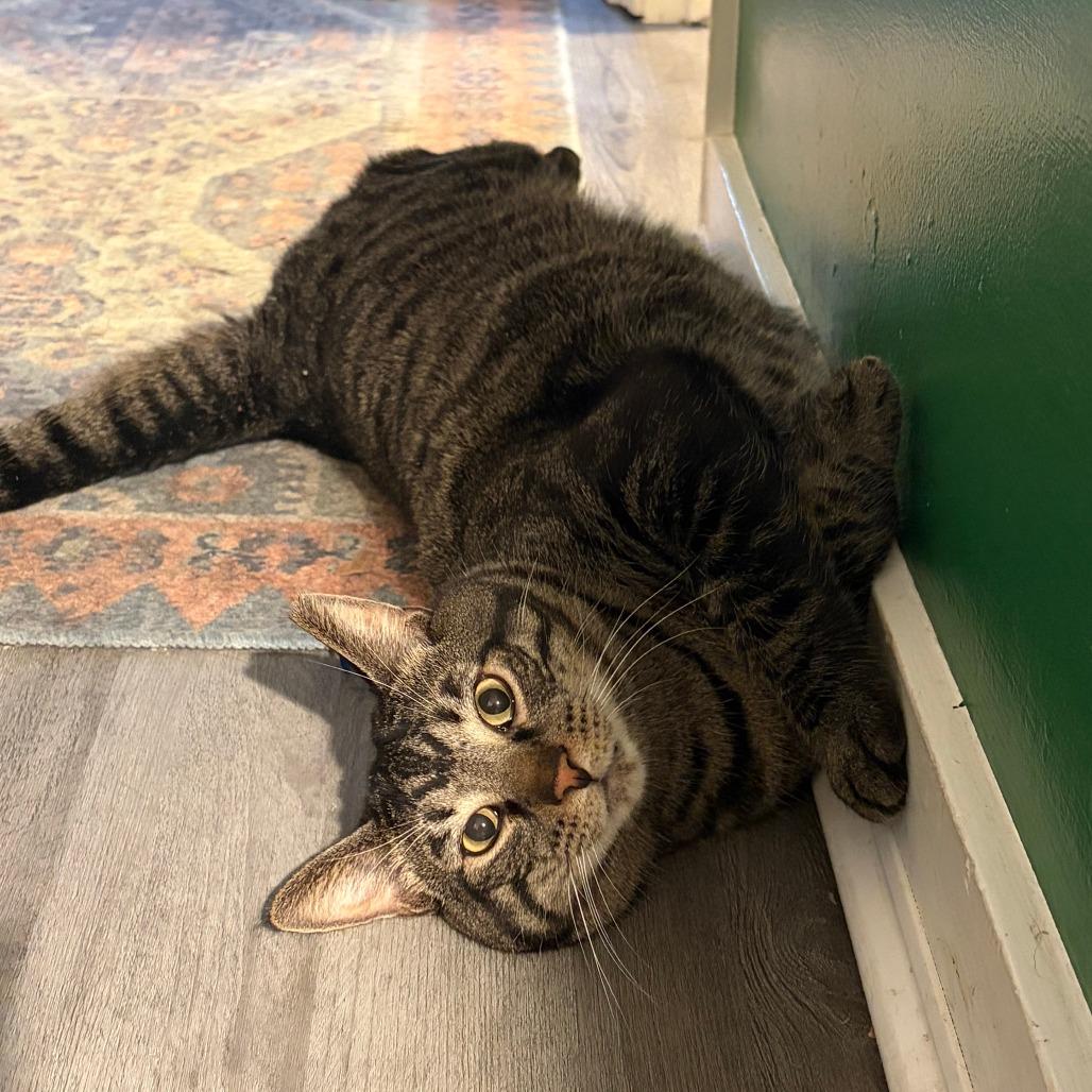 Enlarge Malachi, a Adoptable Domestic Short Hair in Gibsonia, PA image 6/6