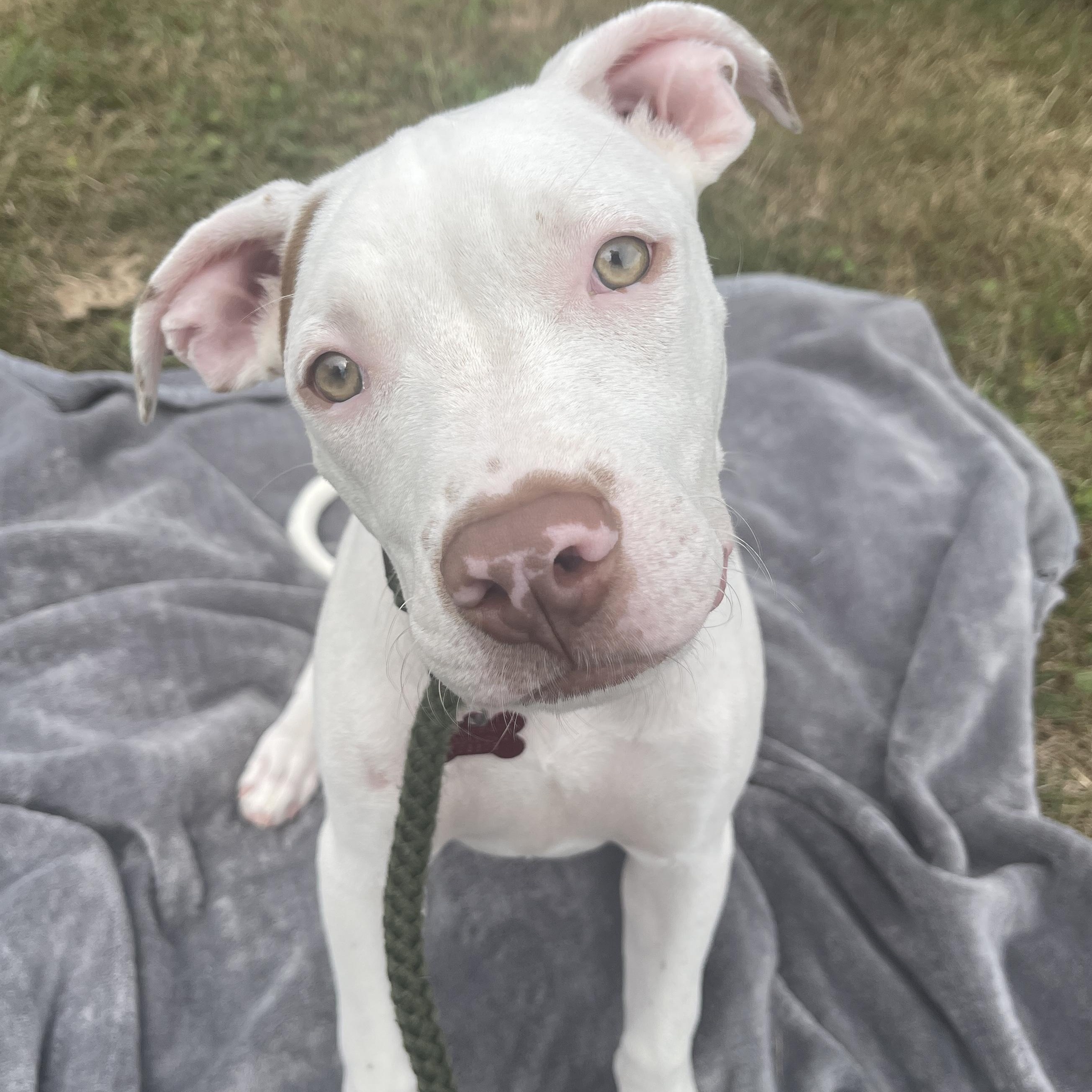 Enlarge Petey, an adopted Pit Bull Terrier in Allegan, MI image 2/5