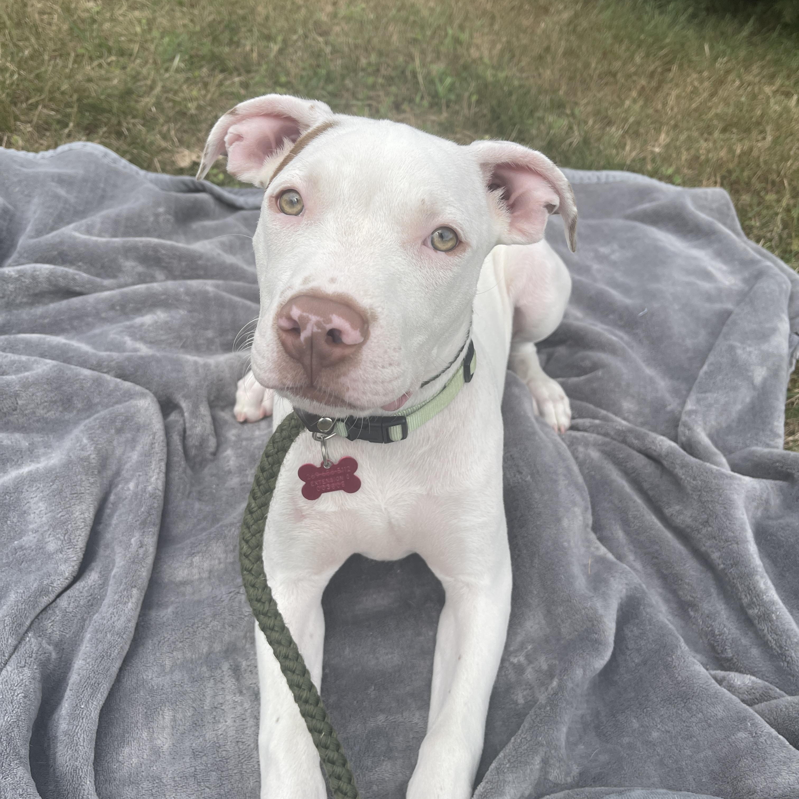 Enlarge Petey, an adopted Pit Bull Terrier in Allegan, MI image 1/5
