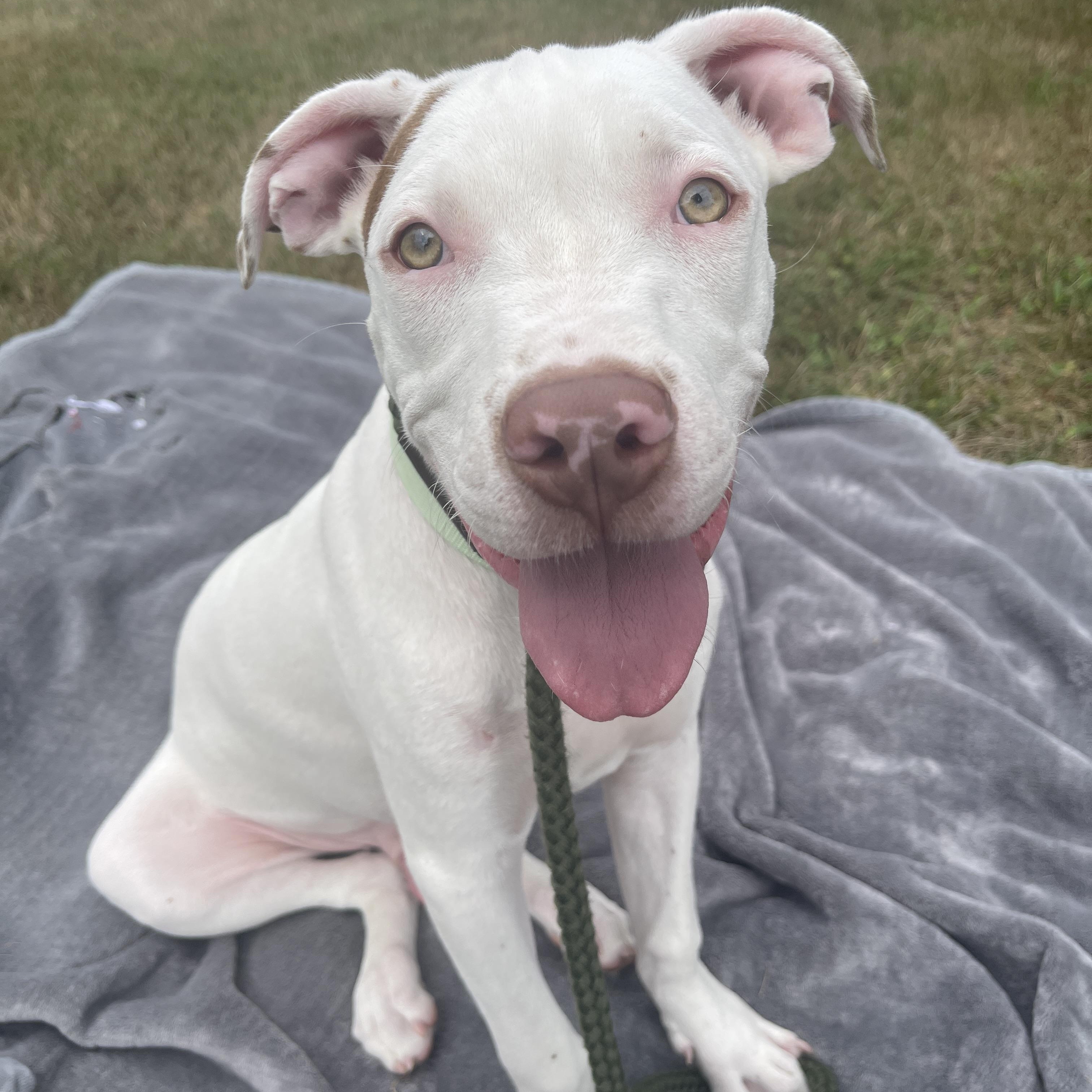 Enlarge Petey, an adopted Pit Bull Terrier in Allegan, MI image 5/5