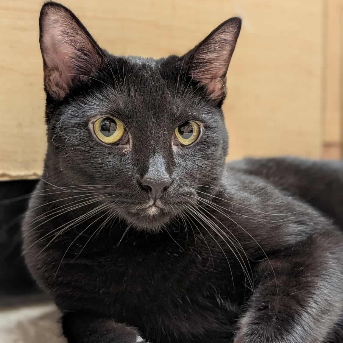 Enlarge June, a Adoptable Domestic Short Hair in Sewell, NJ image 1/4