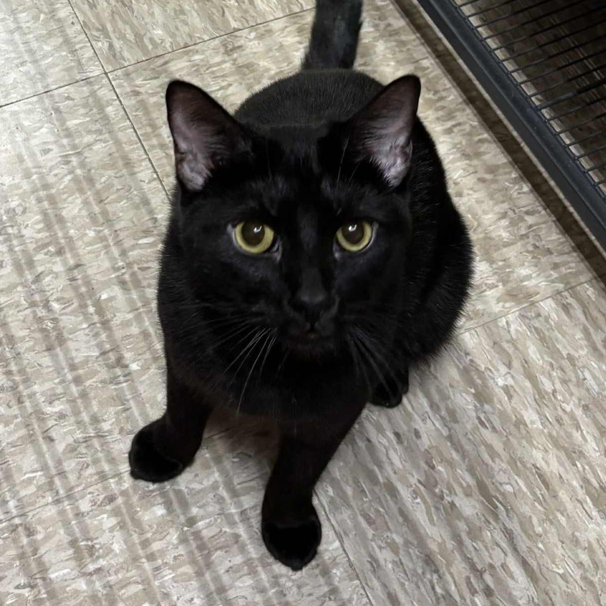 Enlarge June, a Adoptable Domestic Short Hair in Sewell, NJ image 2/4