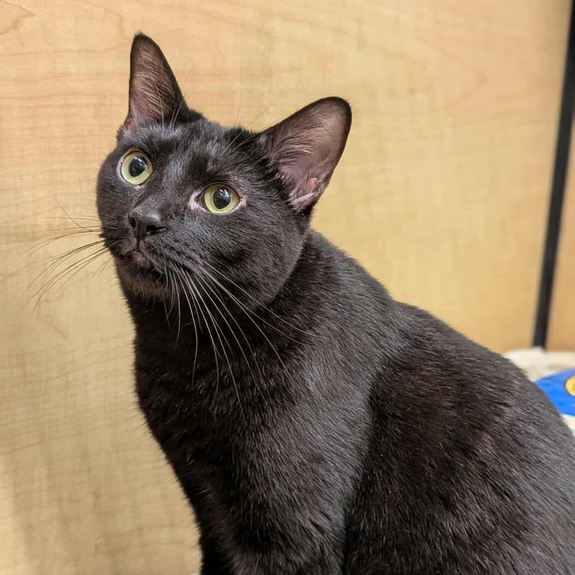 Enlarge June, a Adoptable Domestic Short Hair in Sewell, NJ image 3/4