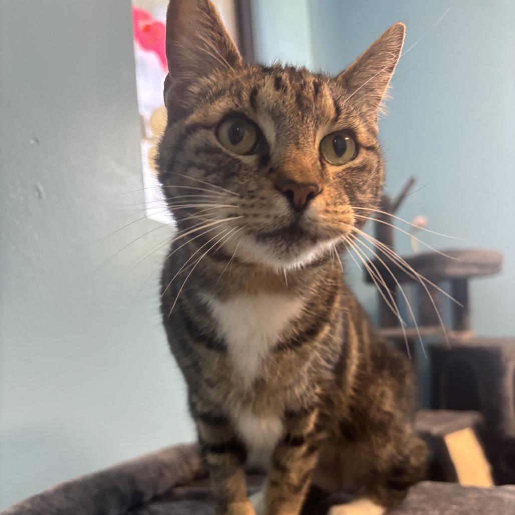 Diesel, Adoptable, Senior Male Domestic Short Hair.