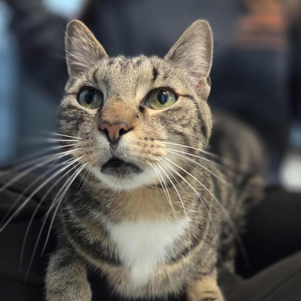 Diesel, a Adoptable Domestic Short Hair in Houston, TX image 2/5