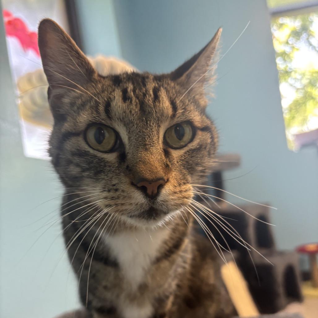 Diesel, a Adoptable Domestic Short Hair in Houston, TX image 3/5