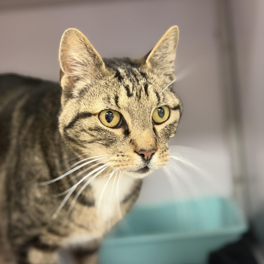 Diesel, a Adoptable Domestic Short Hair in Houston, TX image 4/5