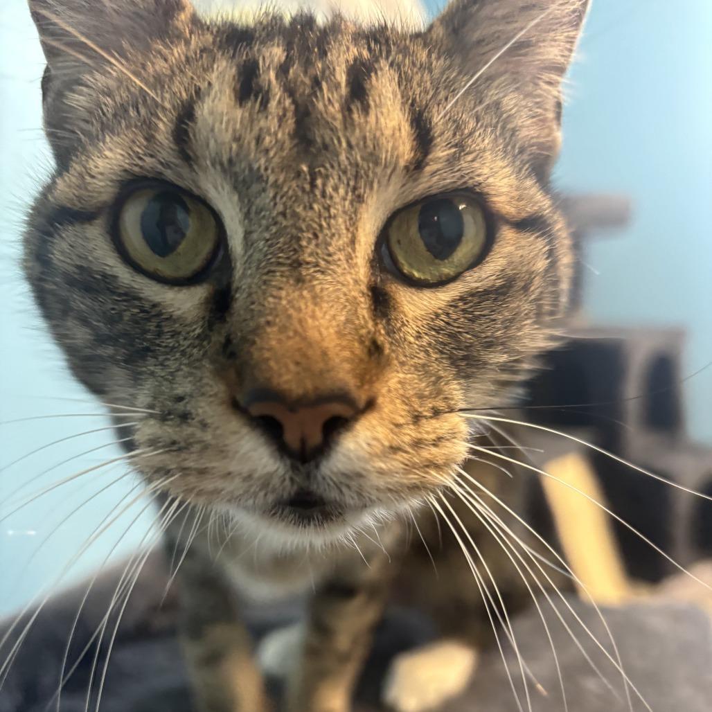 Diesel, a Adoptable Domestic Short Hair in Houston, TX image 5/5