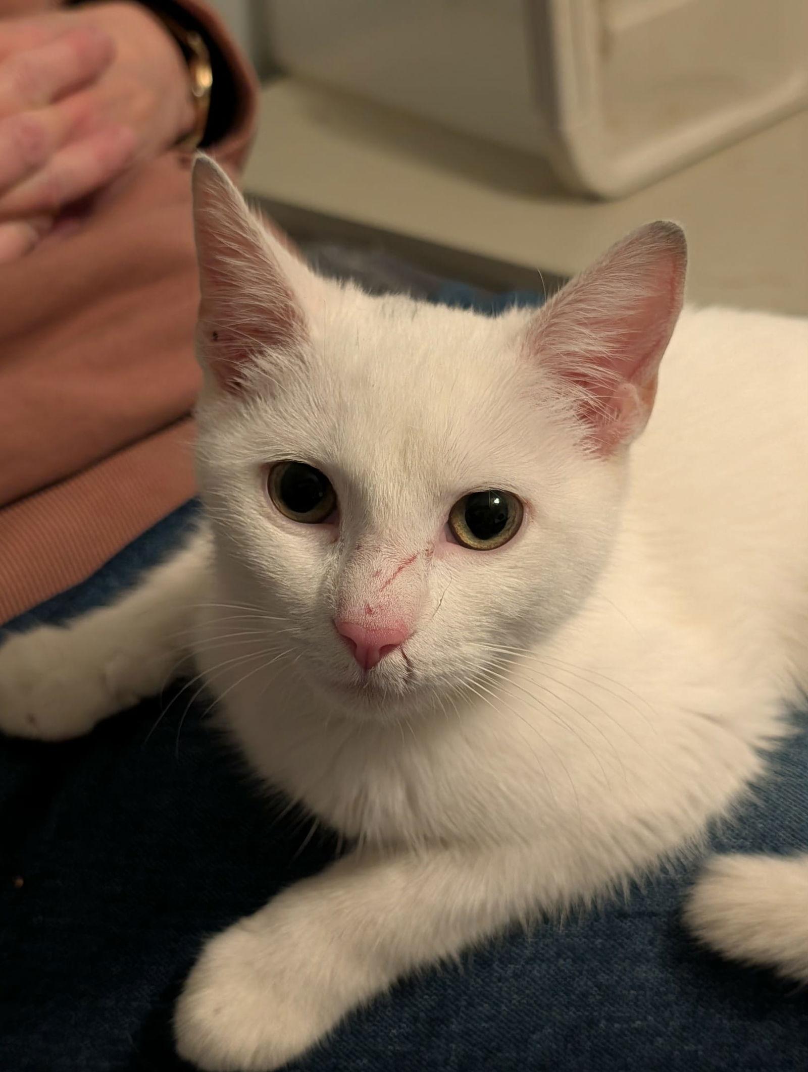 Lily von Schneeflocke, a Adoptable Domestic Short Hair in Cary, NC image 3/3