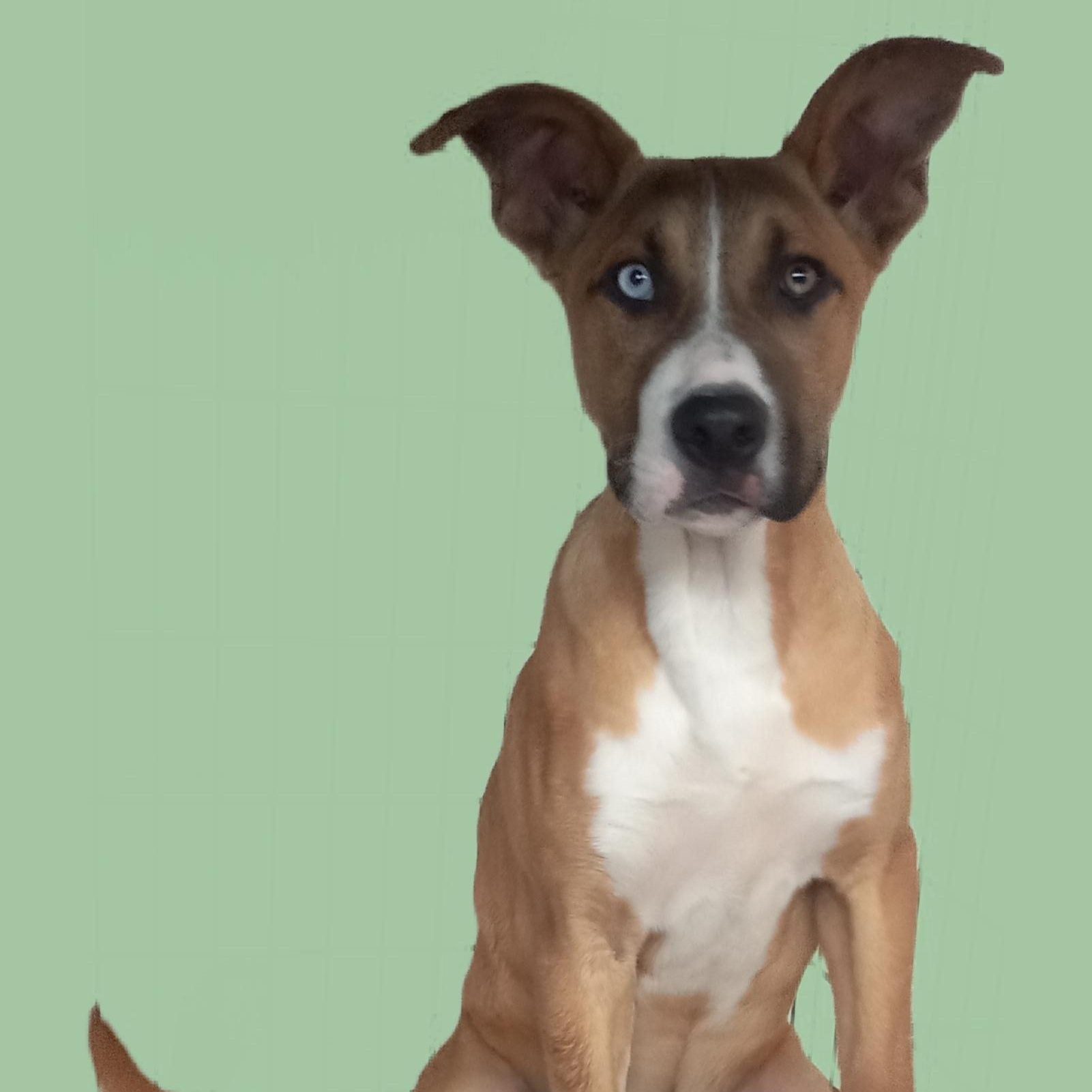 Tucker, Adoptable, Young Male Husky & Shepherd.