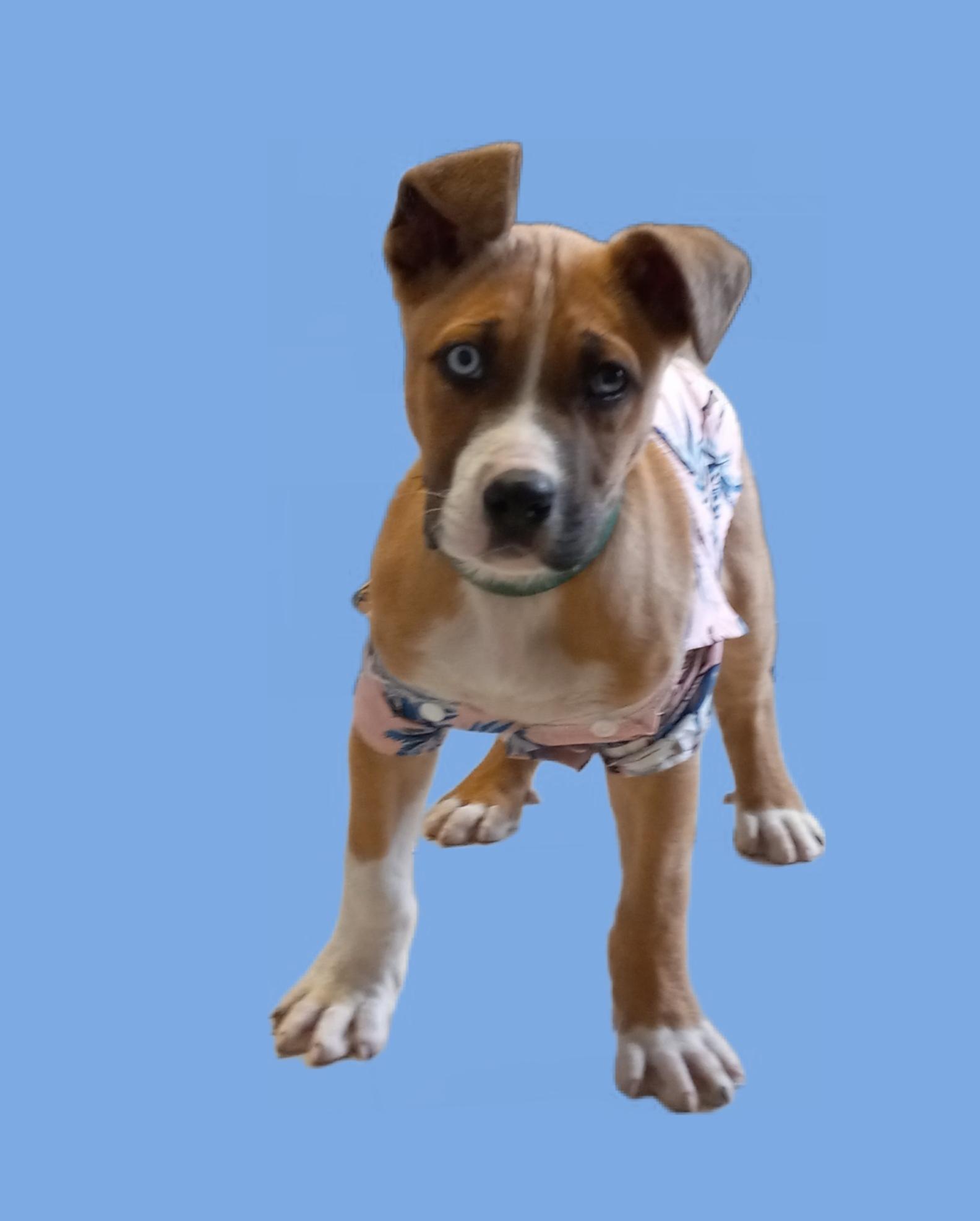 Tucker, a Adoptable mixed breed image 4/4