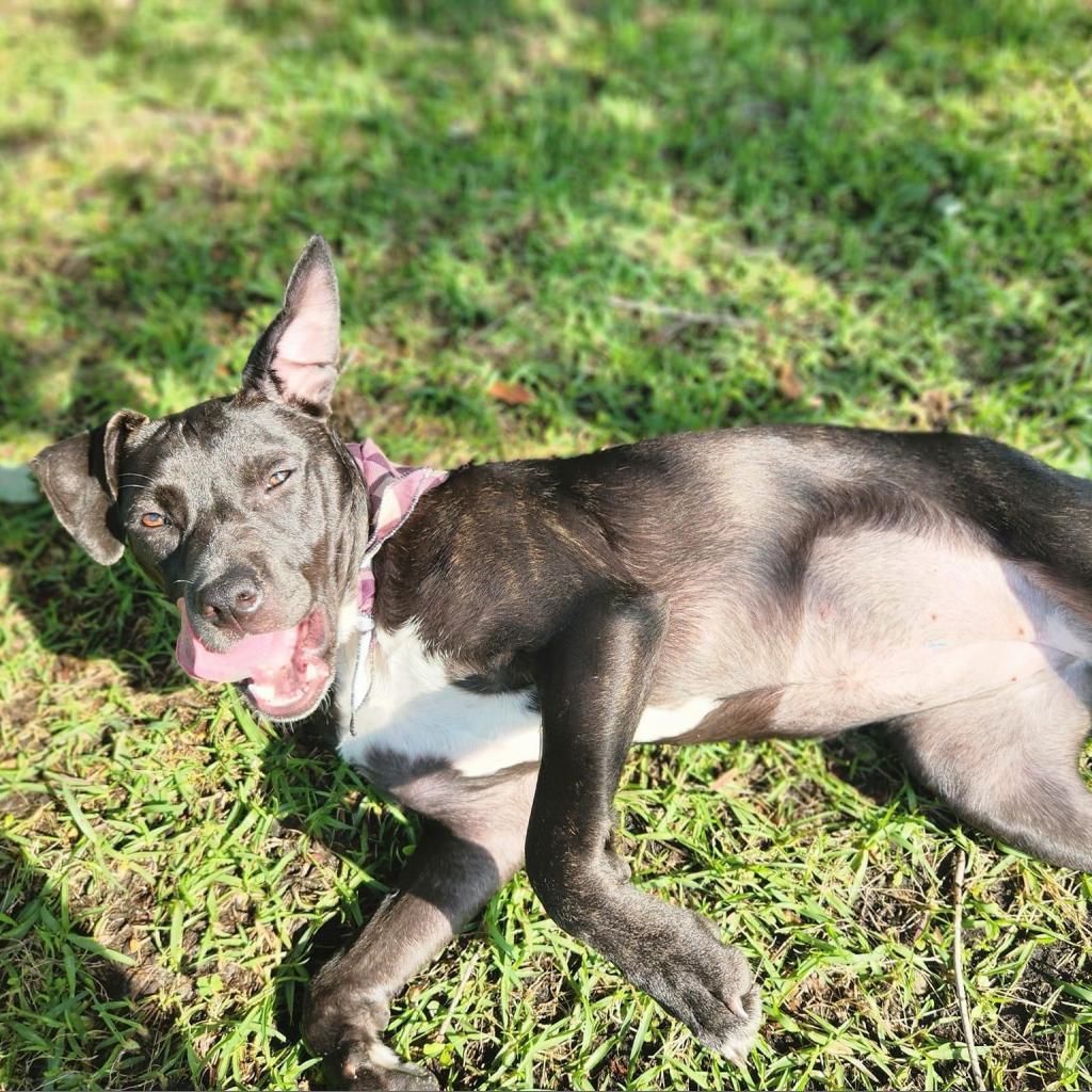 Belle Gunness, Adoptable, Adult Female Mixed Breed.