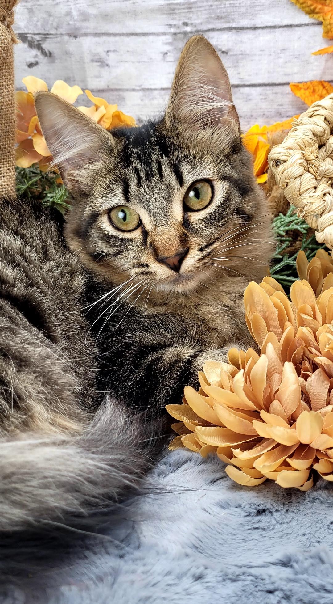 Hunter, an adoptable Domestic Medium Hair in Ocean Springs, MS, 39564 | Photo Image 2