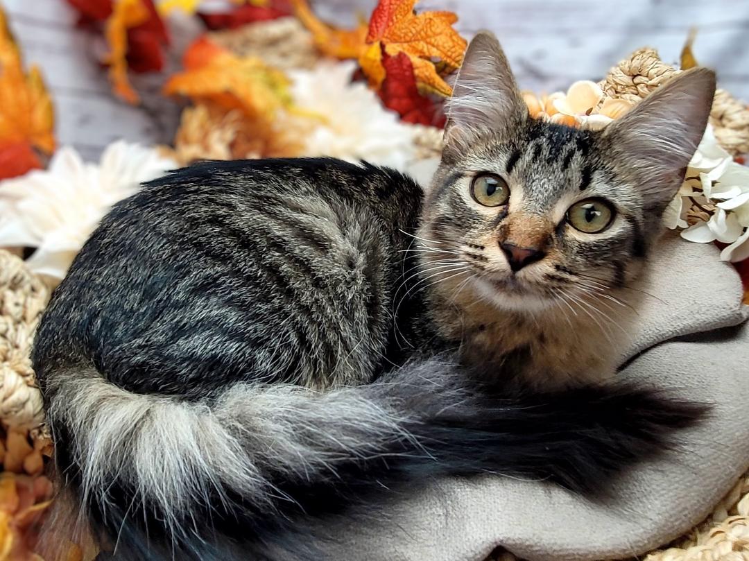 Hunter, an adoptable Domestic Medium Hair in Ocean Springs, MS, 39564 | Photo Image 4