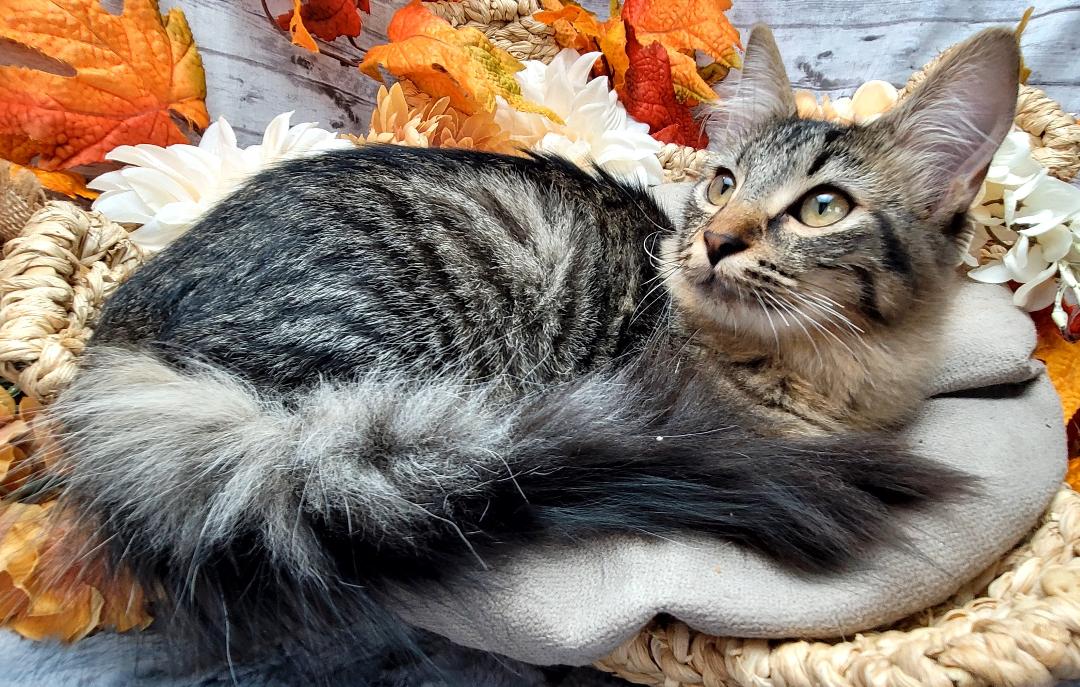 Hunter, an adoptable Domestic Medium Hair in Ocean Springs, MS, 39564 | Photo Image 5