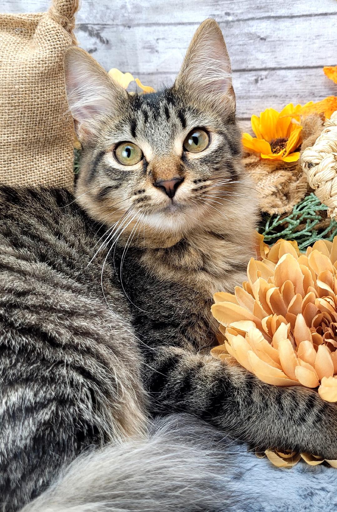 Hunter, an adoptable Domestic Medium Hair in Ocean Springs, MS, 39564 | Photo Image 1