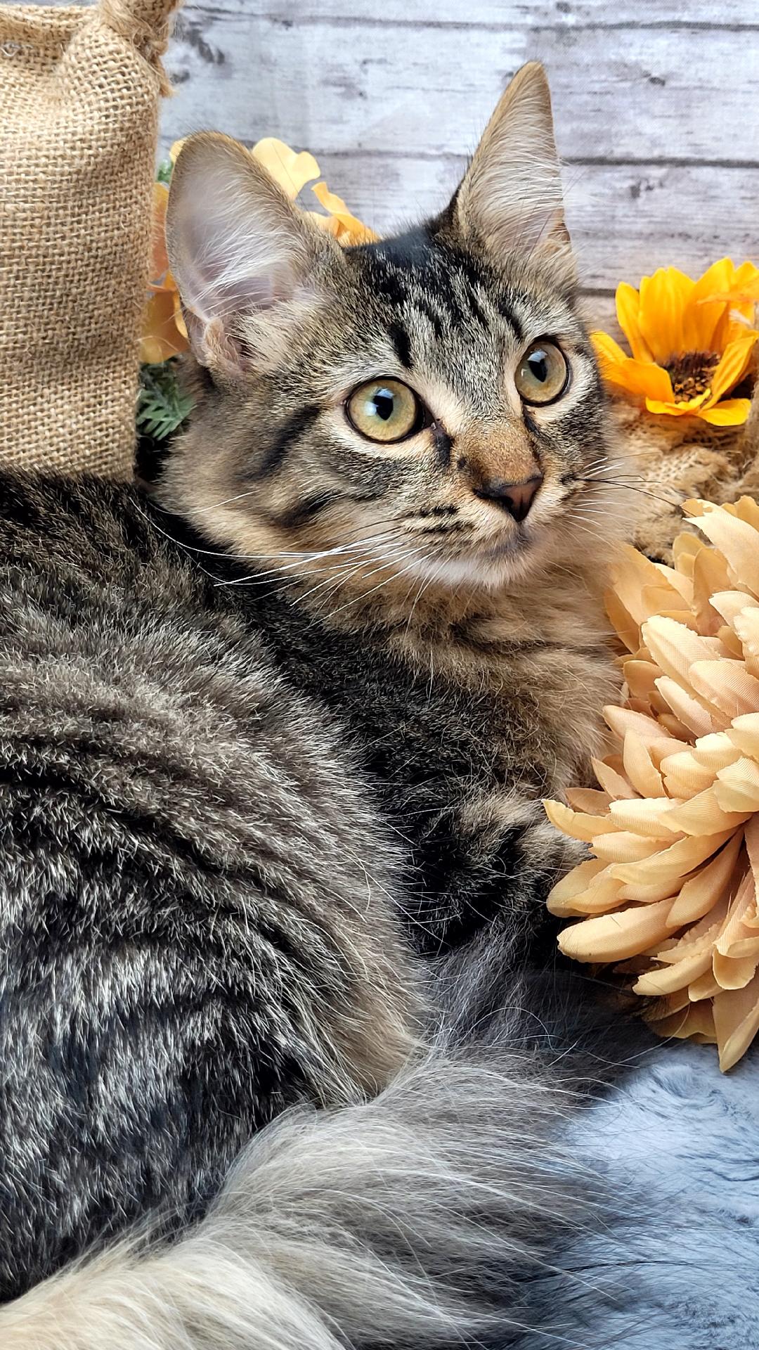Hunter, an adoptable Domestic Medium Hair in Ocean Springs, MS, 39564 | Photo Image 3