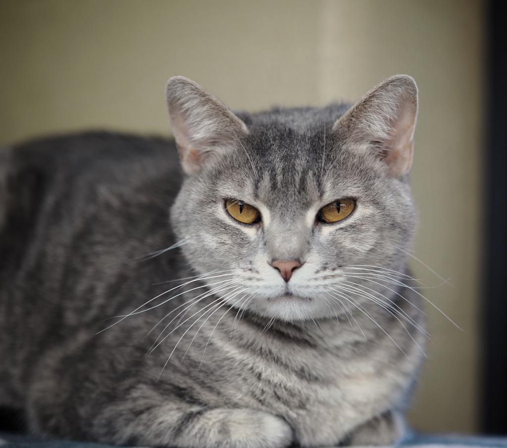 Cheerleader, Adoptable, Young Female Domestic Short Hair.