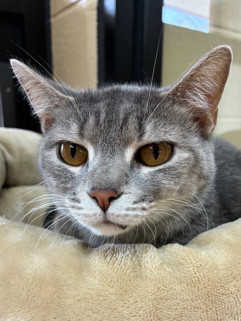 Enlarge Cheerleader, a Adoptable mixed breed in Cincinnati, OH image 2/6