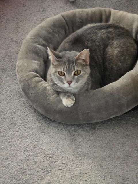 Enlarge Cheerleader, a Adoptable mixed breed in Cincinnati, OH image 3/6