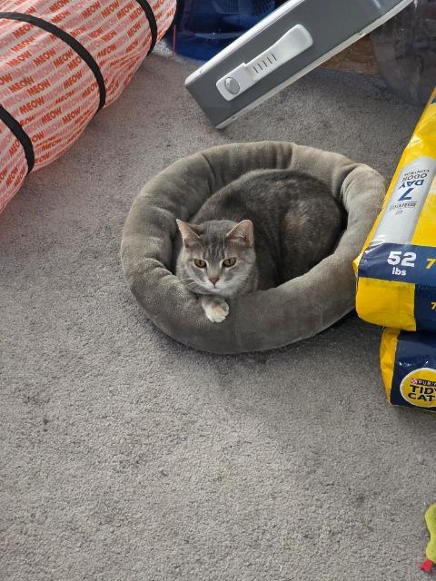 Enlarge Cheerleader, a Adoptable mixed breed in Cincinnati, OH image 4/6