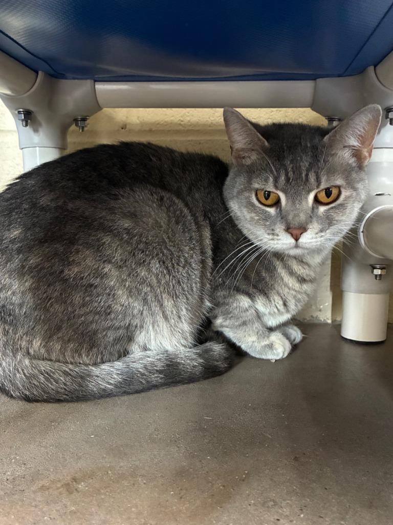 Enlarge Cheerleader, a Adoptable mixed breed in Cincinnati, OH image 5/6