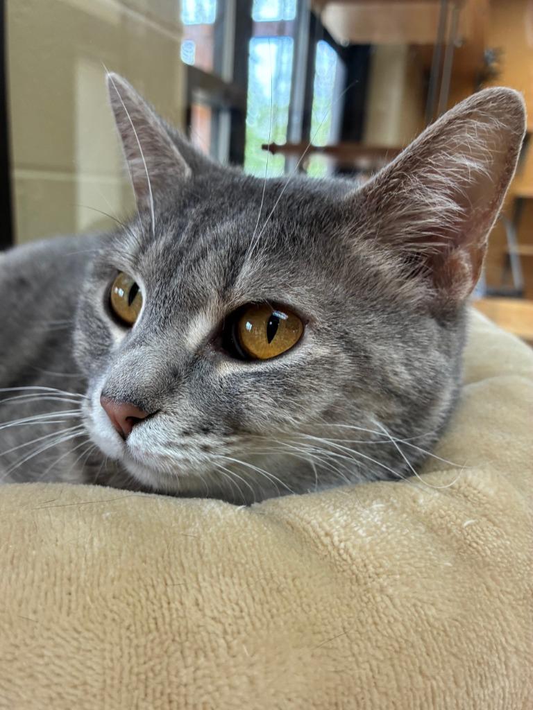 Enlarge Cheerleader, a Adoptable mixed breed in Cincinnati, OH image 6/6