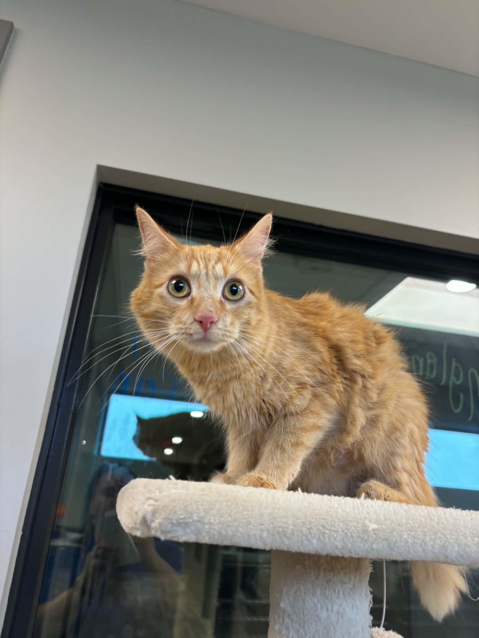 Enlarge France, a ADOPTABLE Domestic Medium Hair in Liberty, MO image 2/5
