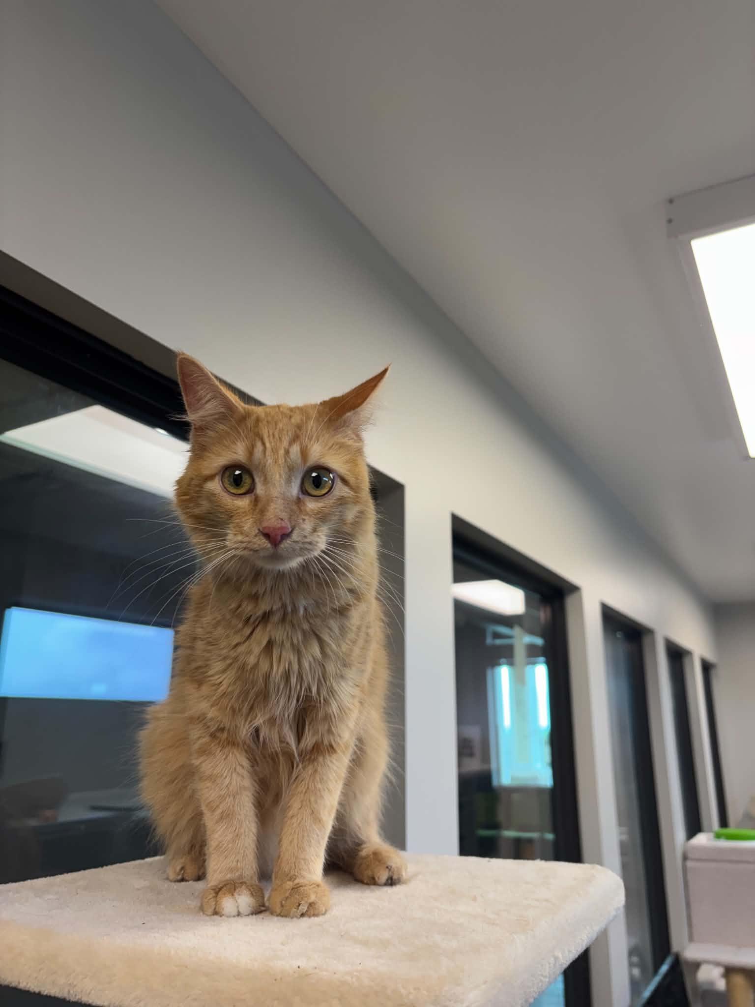 Enlarge France, a ADOPTABLE Domestic Medium Hair in Liberty, MO image 3/5