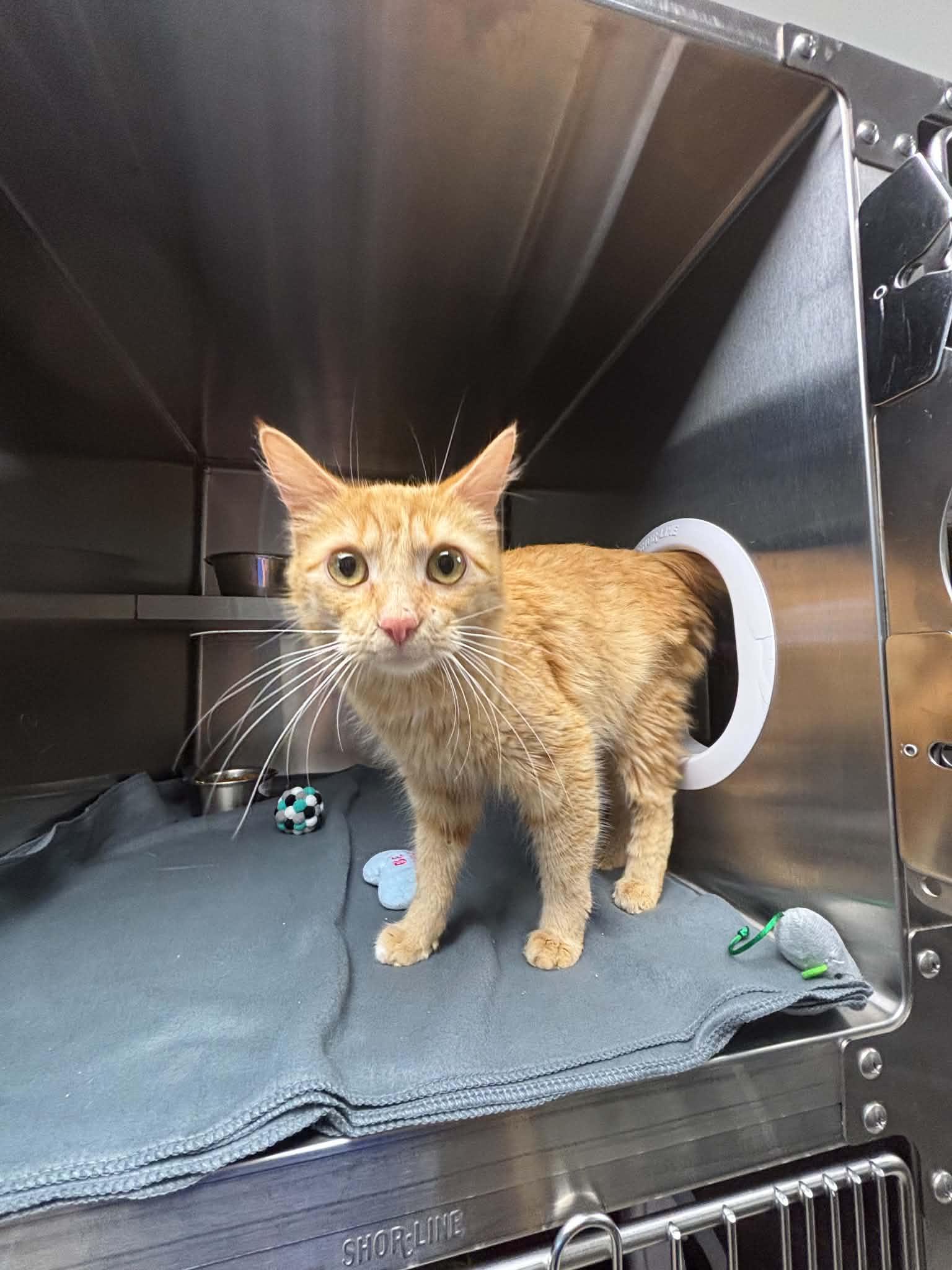 Enlarge France, a ADOPTABLE Domestic Medium Hair in Liberty, MO image 1/5