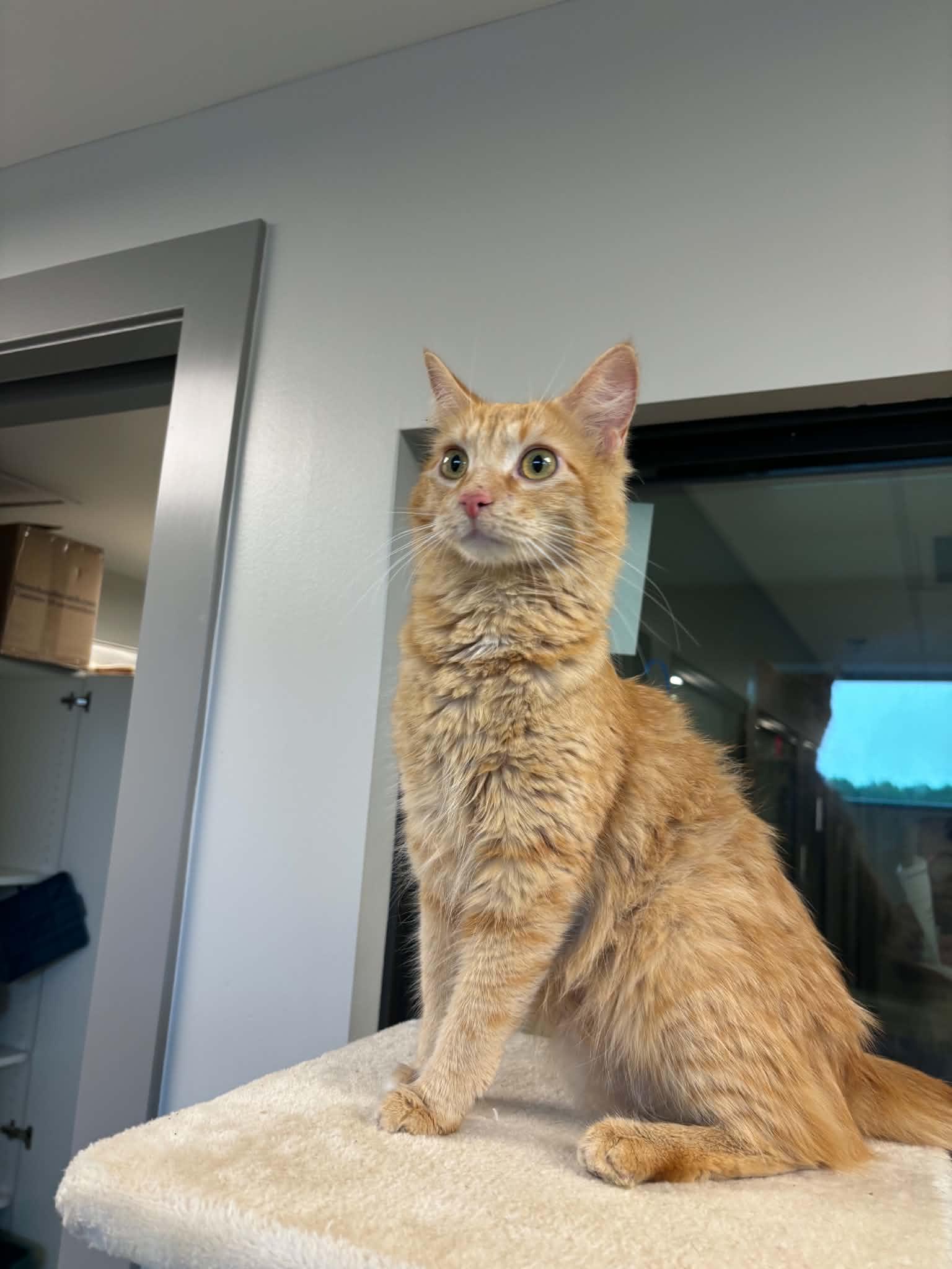 Enlarge France, a ADOPTABLE Domestic Medium Hair in Liberty, MO image 4/5