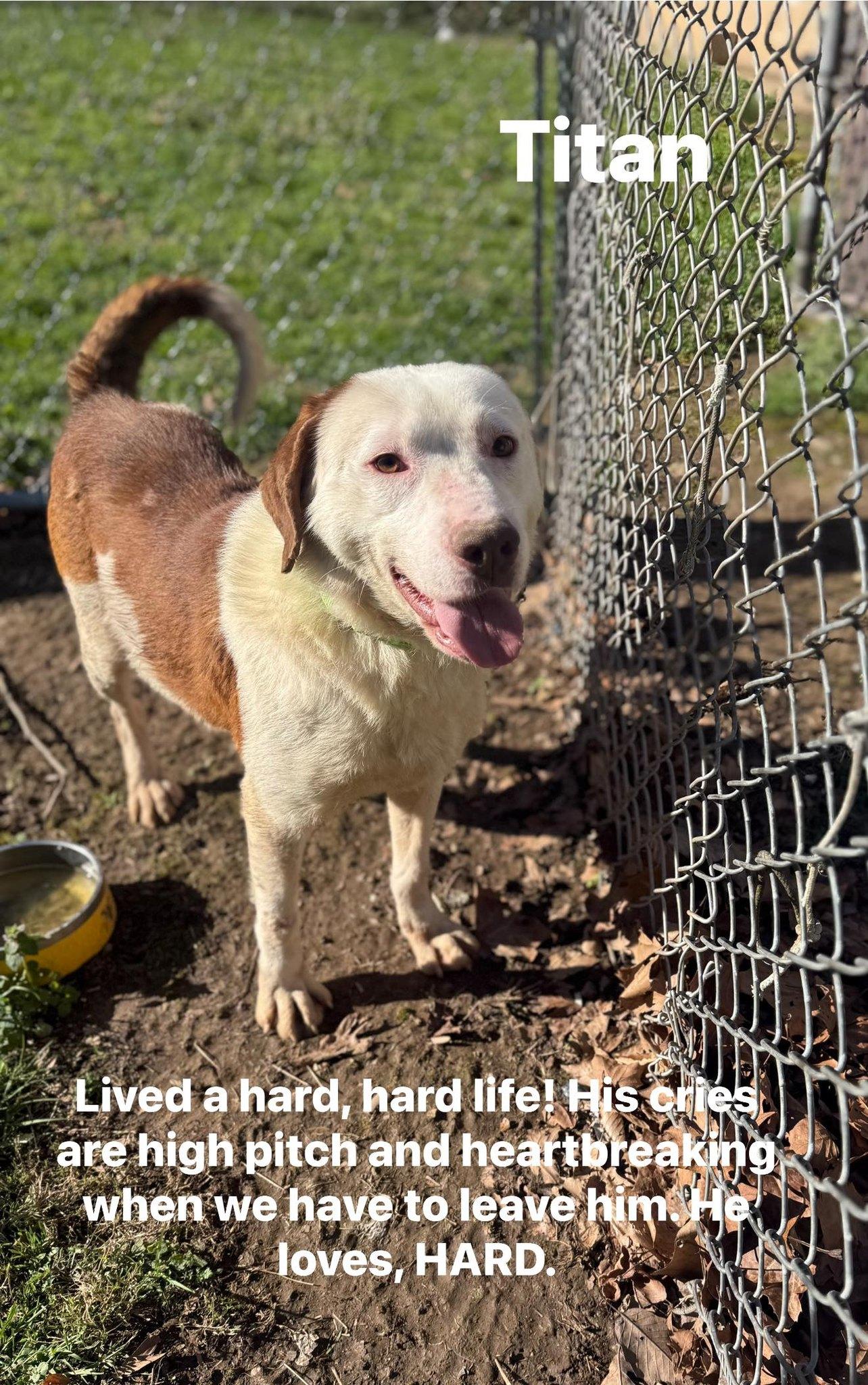 Titan , adopted, Adult Male Mixed Breed.