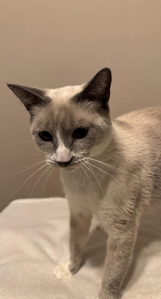 Diamond, Adoptable, Adult Female Siamese & Snowshoe.