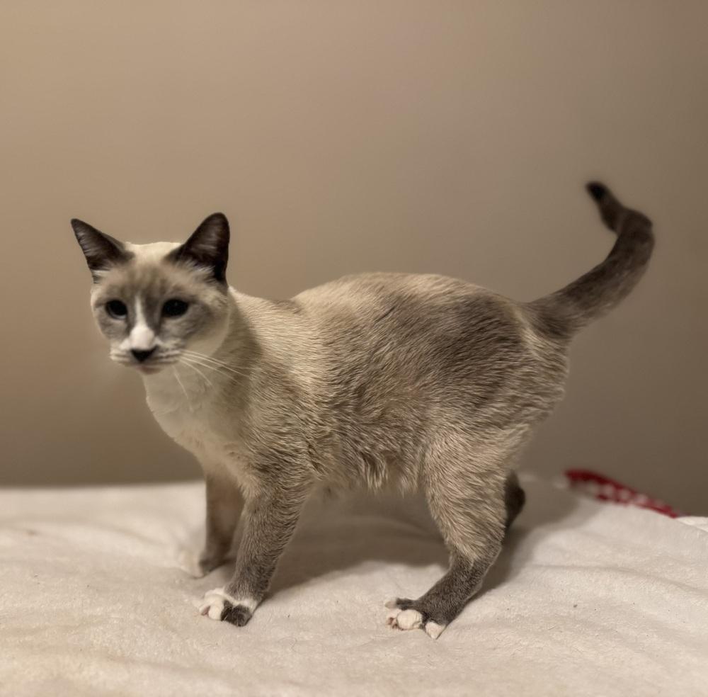 Enlarge Diamond, a Adoptable mixed breed in Plumerville, AR image 2/3