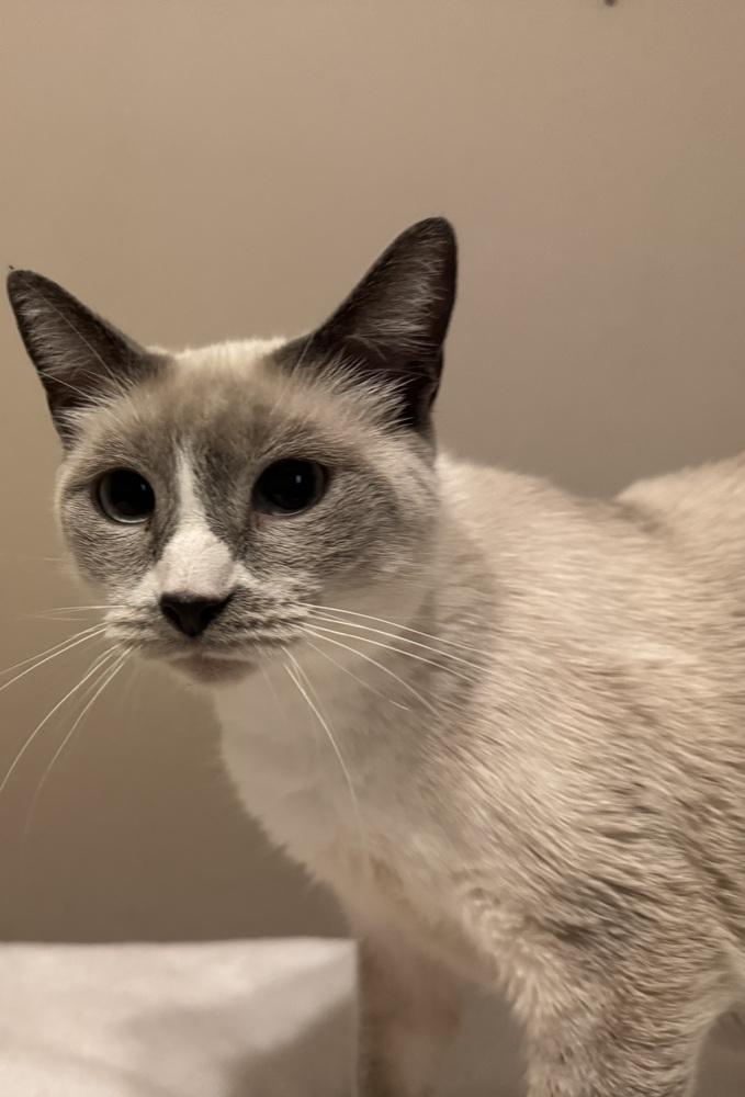 Enlarge Diamond, a Adoptable mixed breed in Plumerville, AR image 3/3