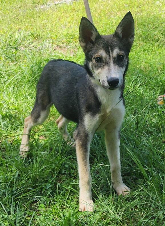 260786  Faith, Adoptable, Young Female Siberian Husky & Australian Cattle Dog / Blue Heeler.