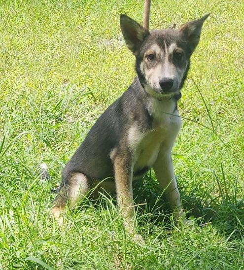 Enlarge 260786  Faith, a Adoptable mixed breed in Wetumpka, AL image 2/2