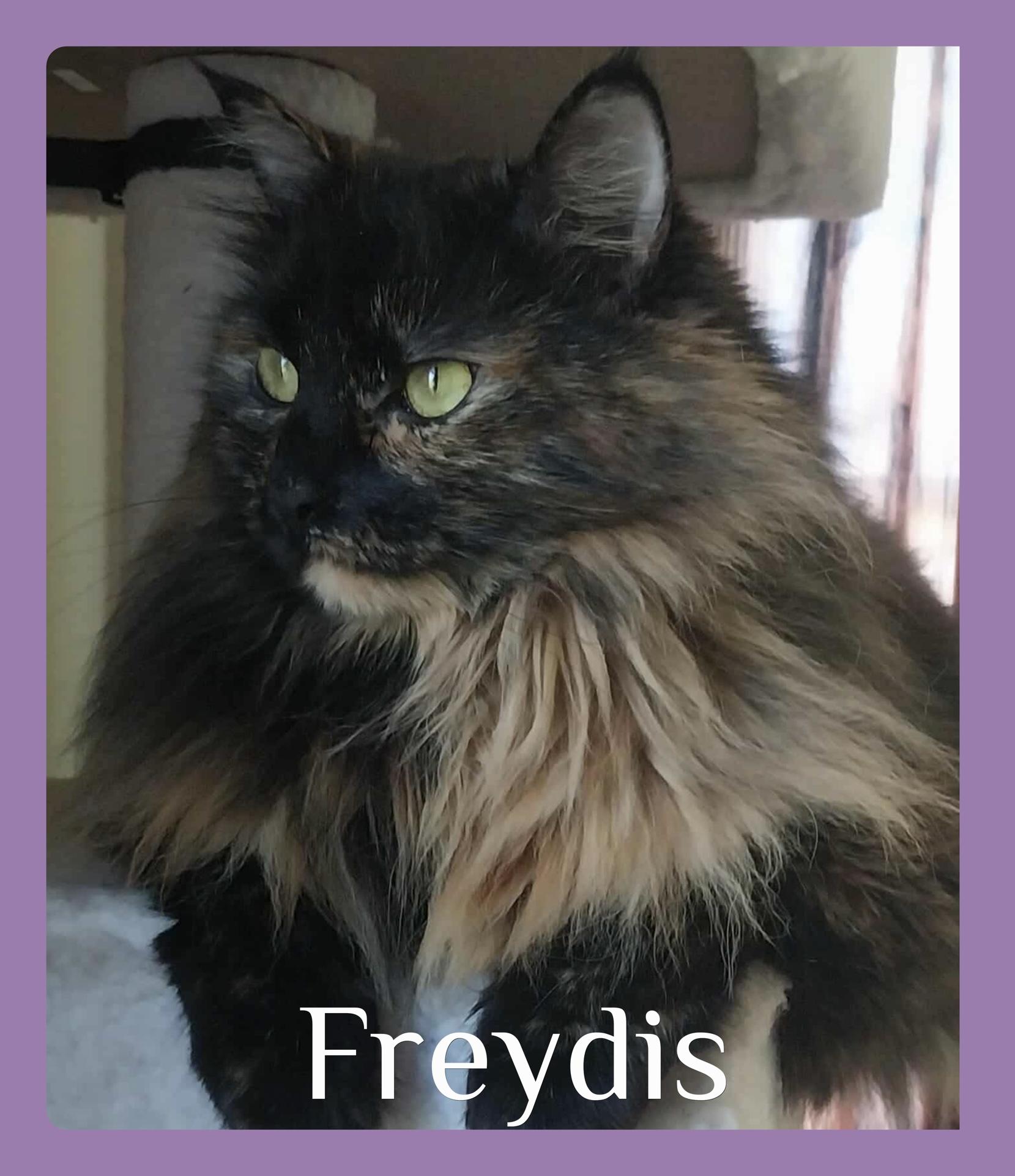 FREYDIS