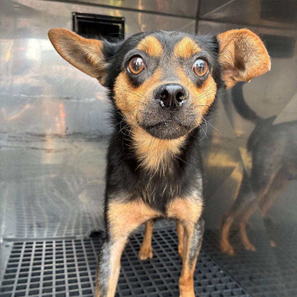 Tortilla, Adopted, Adult Male Miniature Pinscher.